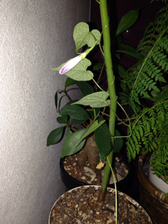 image-20140111101946.png