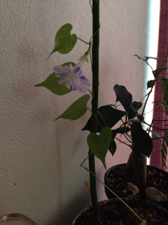 image-20140111102150.png
